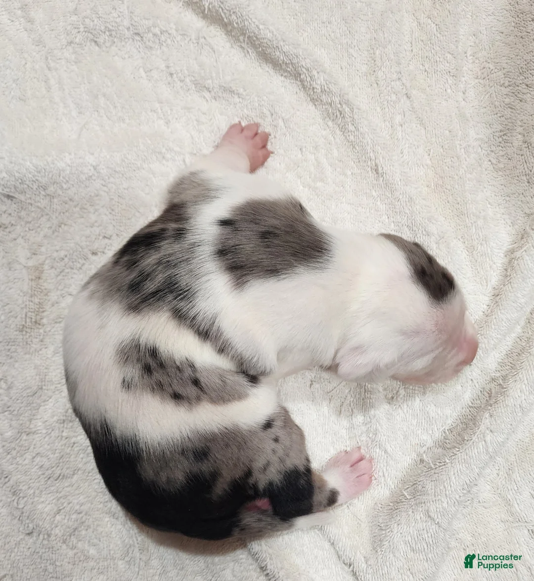 Catahoula Leopard Dog dogs for sale: Gabby F2025 M1 - Ad 4