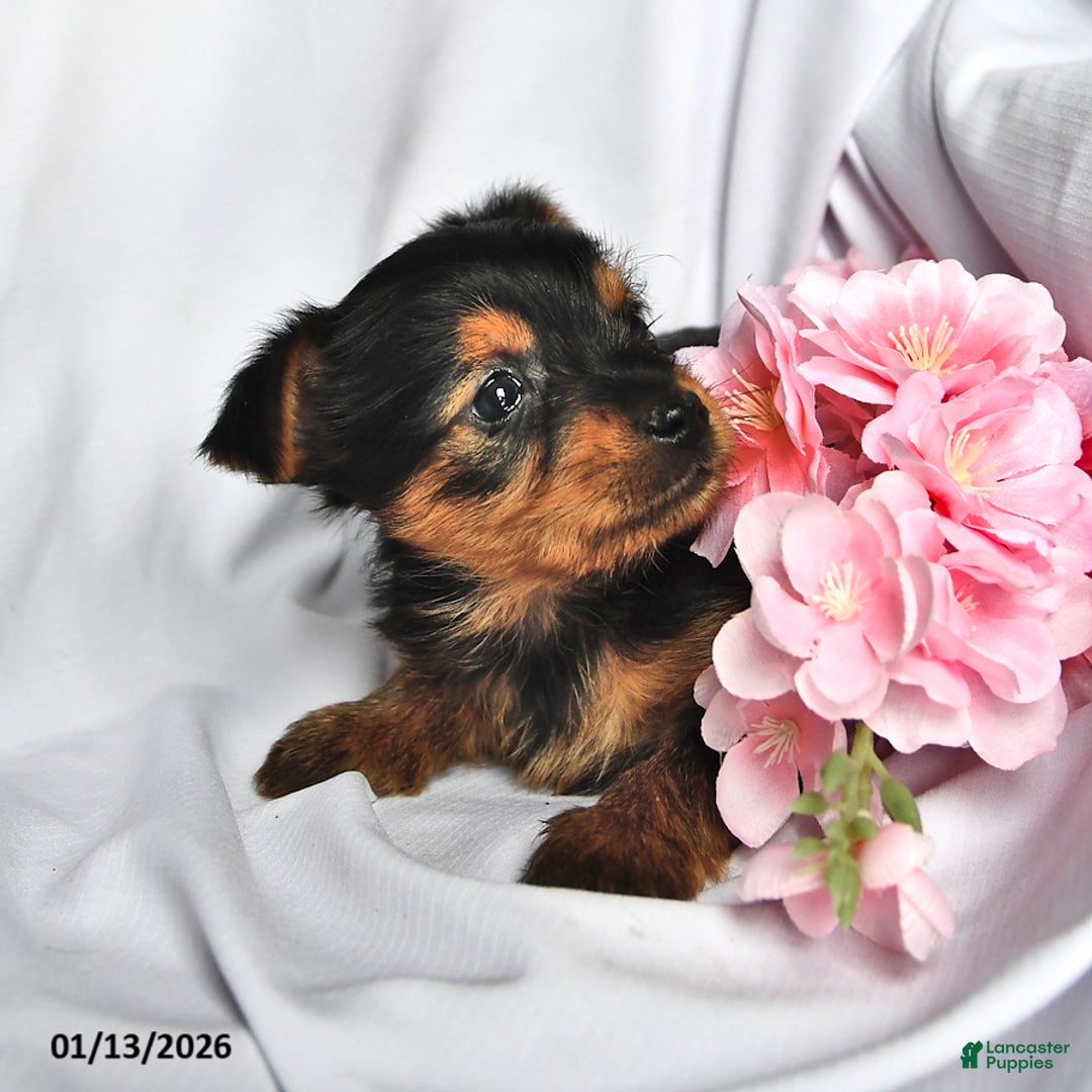 Yorkshire Terrier dogs for sale: Ryder - Ad 4