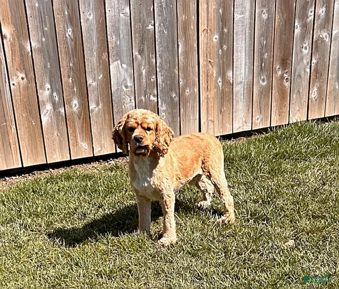 English Cocker Spaniel dogs for sale: Milo - Ad 4