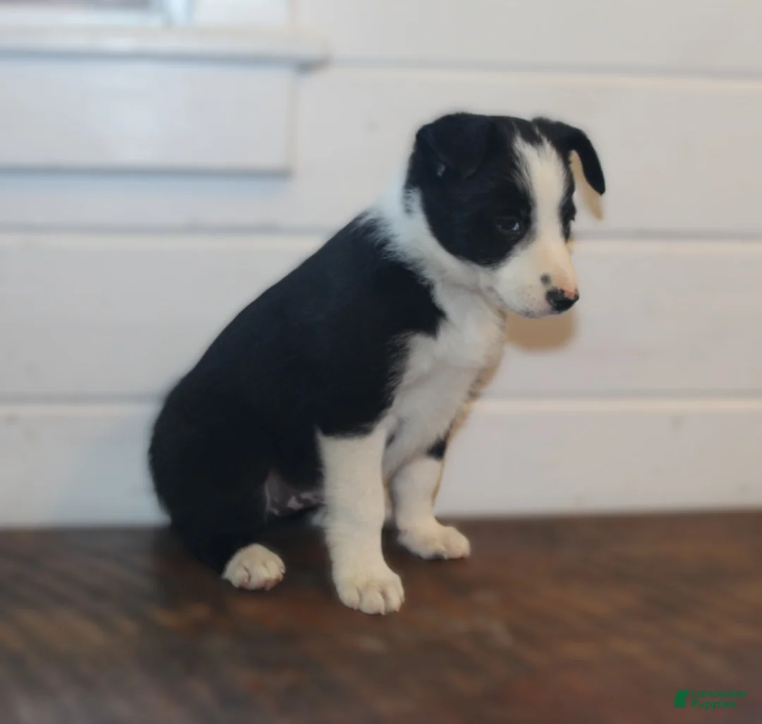 Border Collie dogs for sale: Pansy - Ad 2