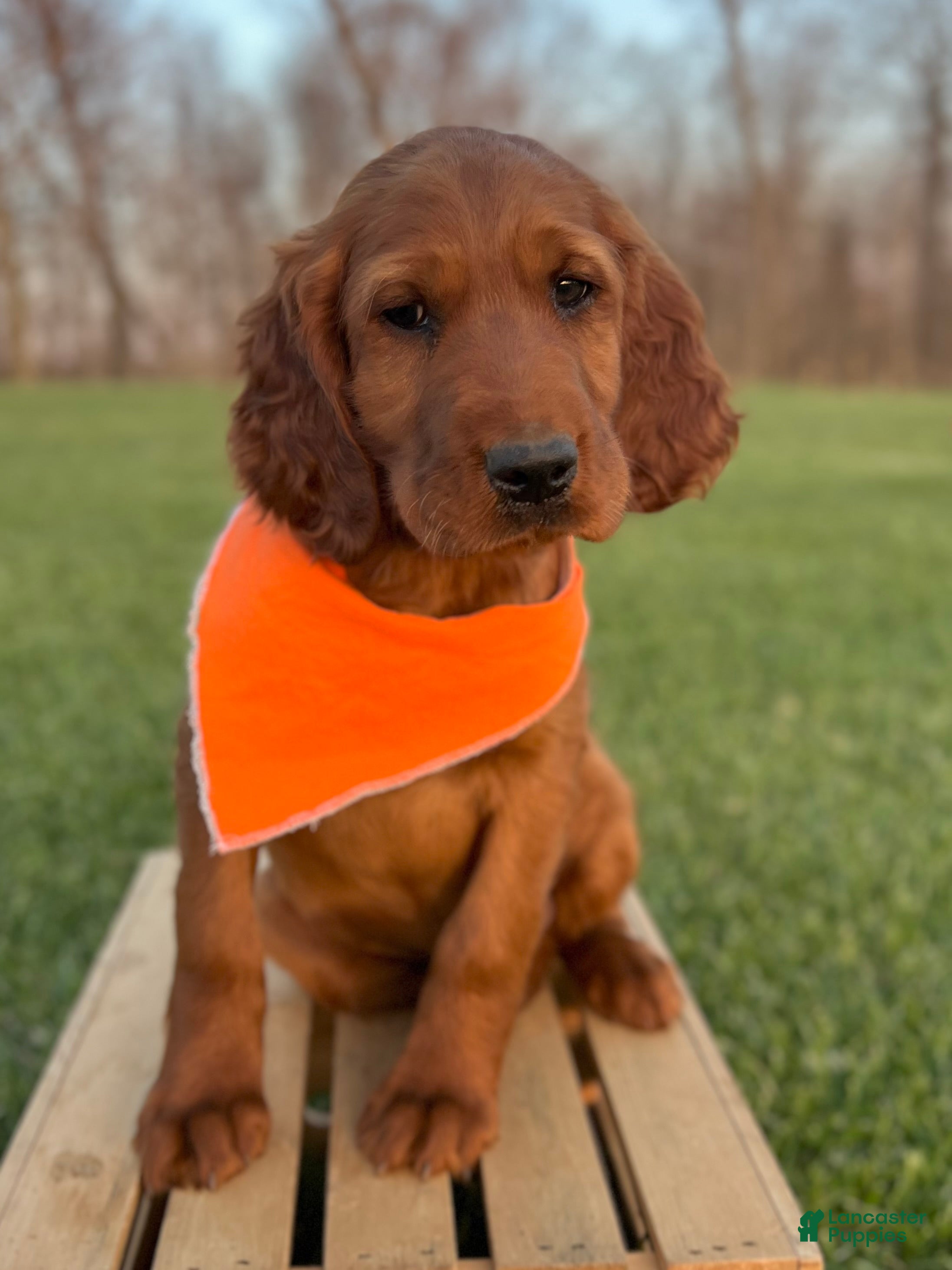 Irish Setter dogs Archie - Ad 2