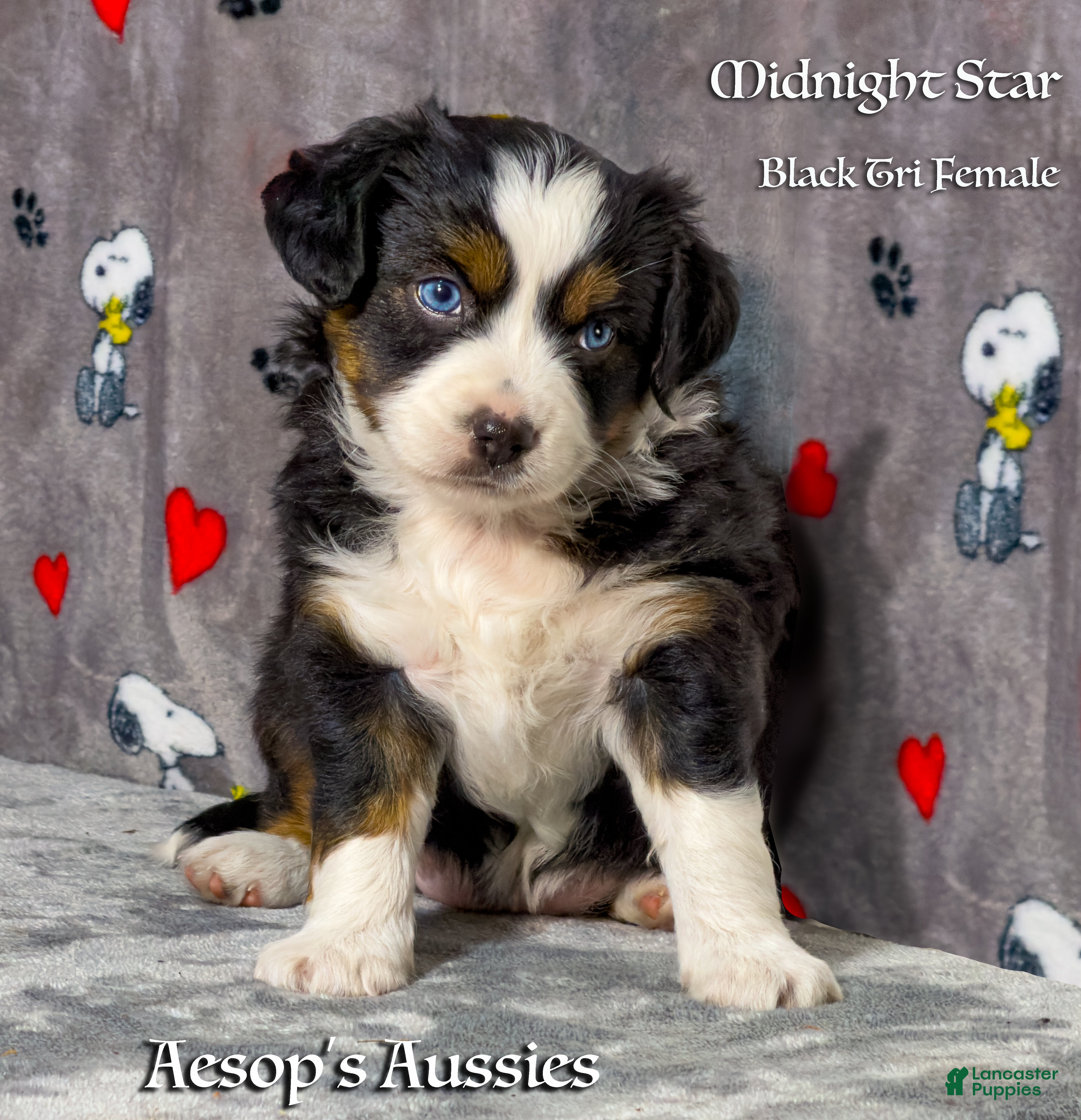 Toy Australian Shepherd dogs Toy Australian Shepherd 3 - Ad 1
