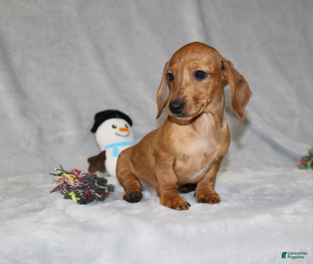 Miniature Dachshund dogs for sale: Cooper - Ad 10
