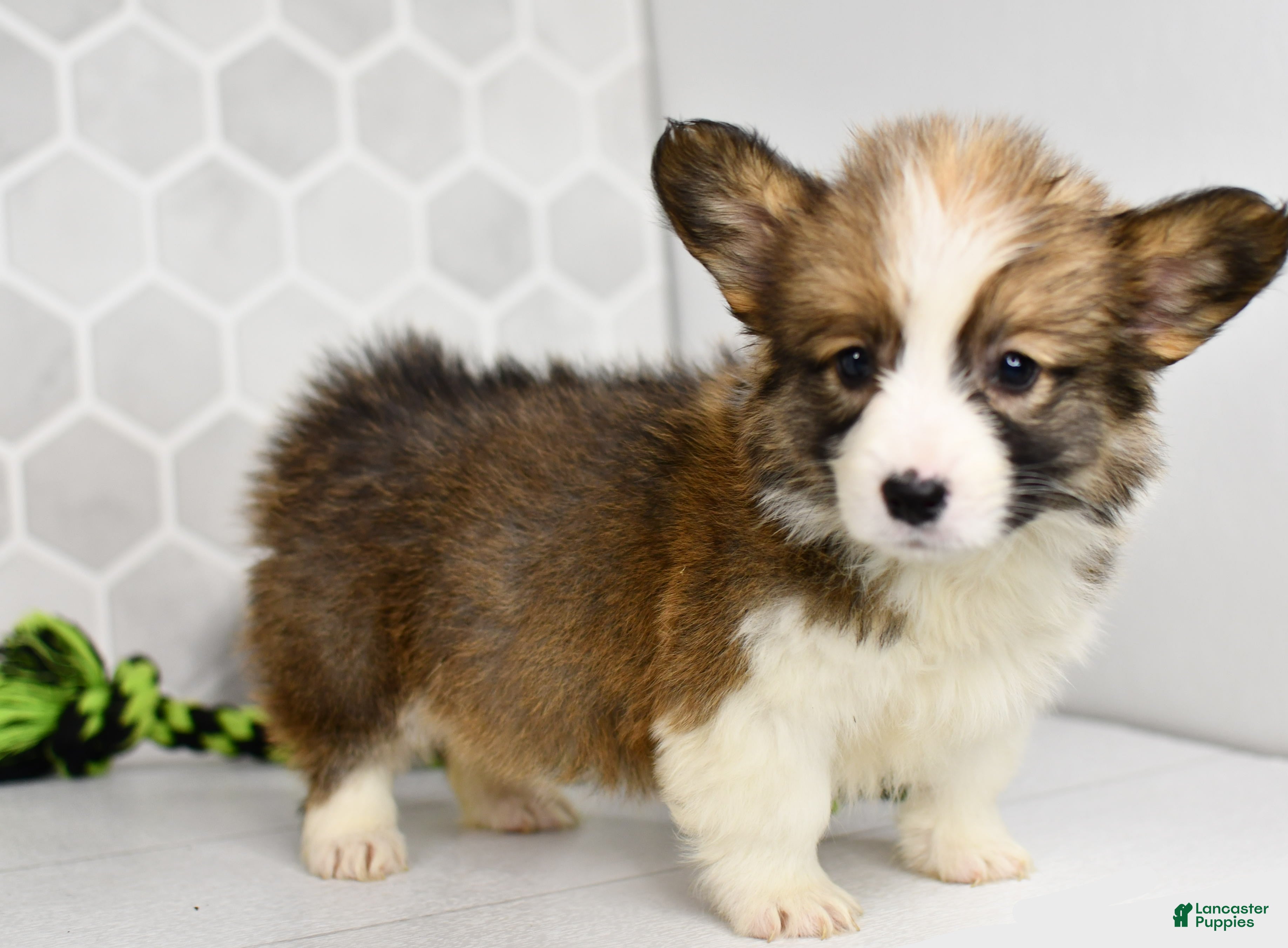 Welsh Corgi Pembroke dogs Atlas  - Ad 1