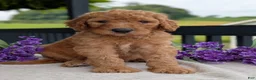 Goldendoodle dogs for sale: Parker - Ad 11
