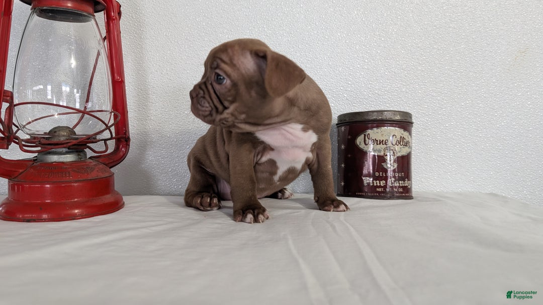 Frenchton dogs for sale: Lyla  - Ad 9