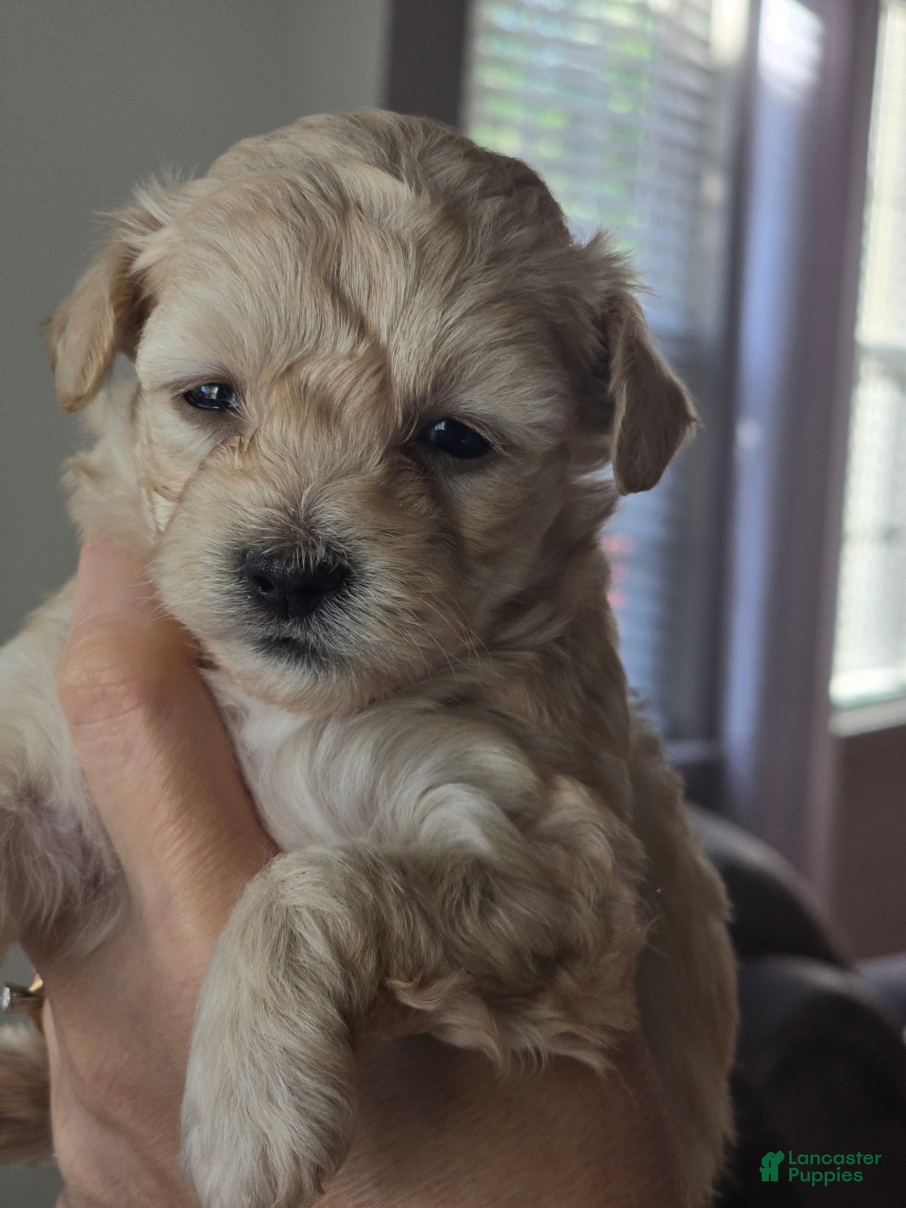 Maltipoo dogs Maltipoo Puppy 1 - Ad 4