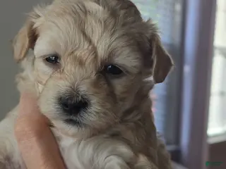 Maltipoo dogs Maltipoo Puppy 1 - Ad 9