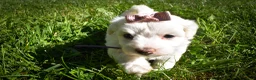 Maltese dogs for sale: Diamond🎀 - Ad 7
