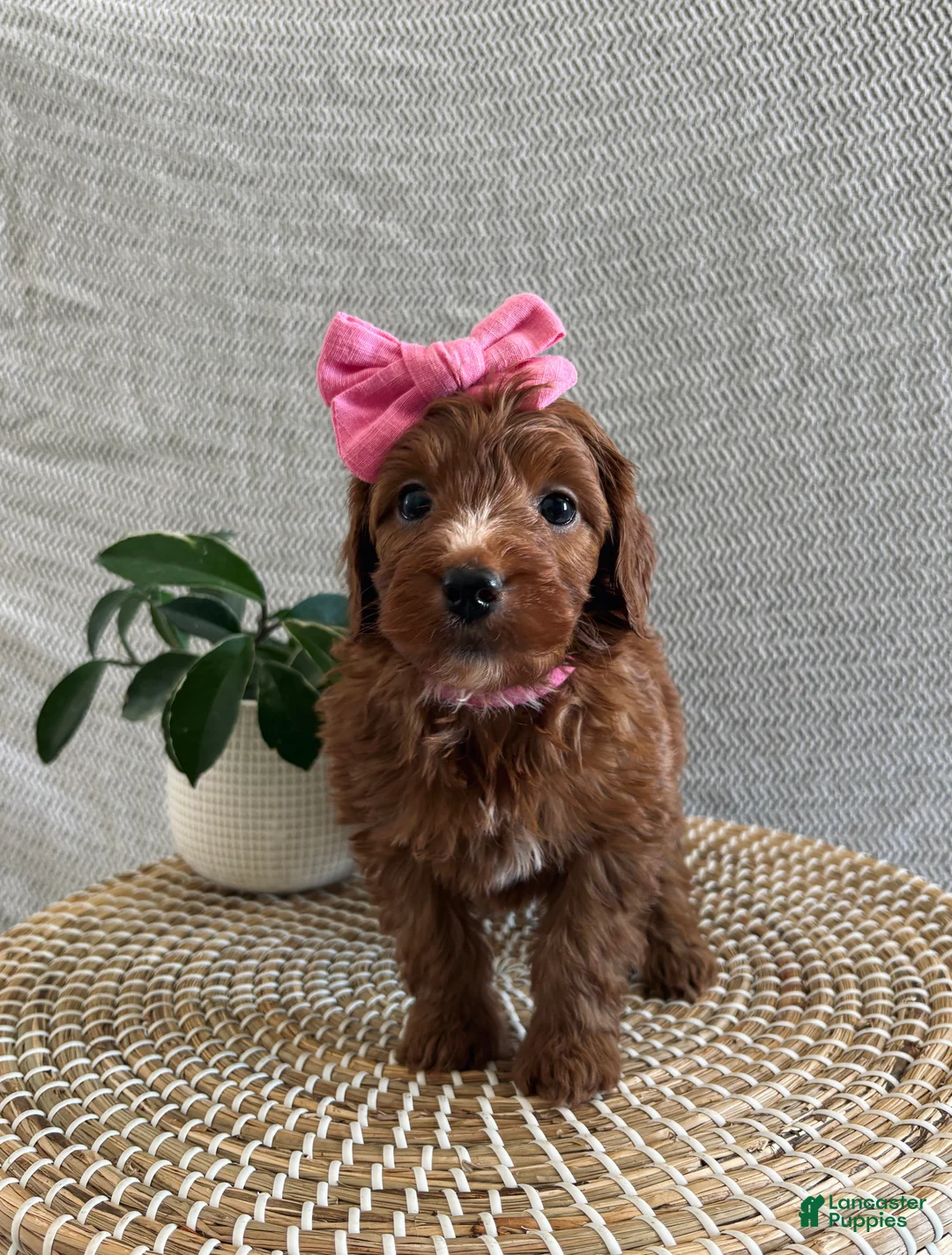 Irish Doodle dogs for sale: Rosie - Ad 2