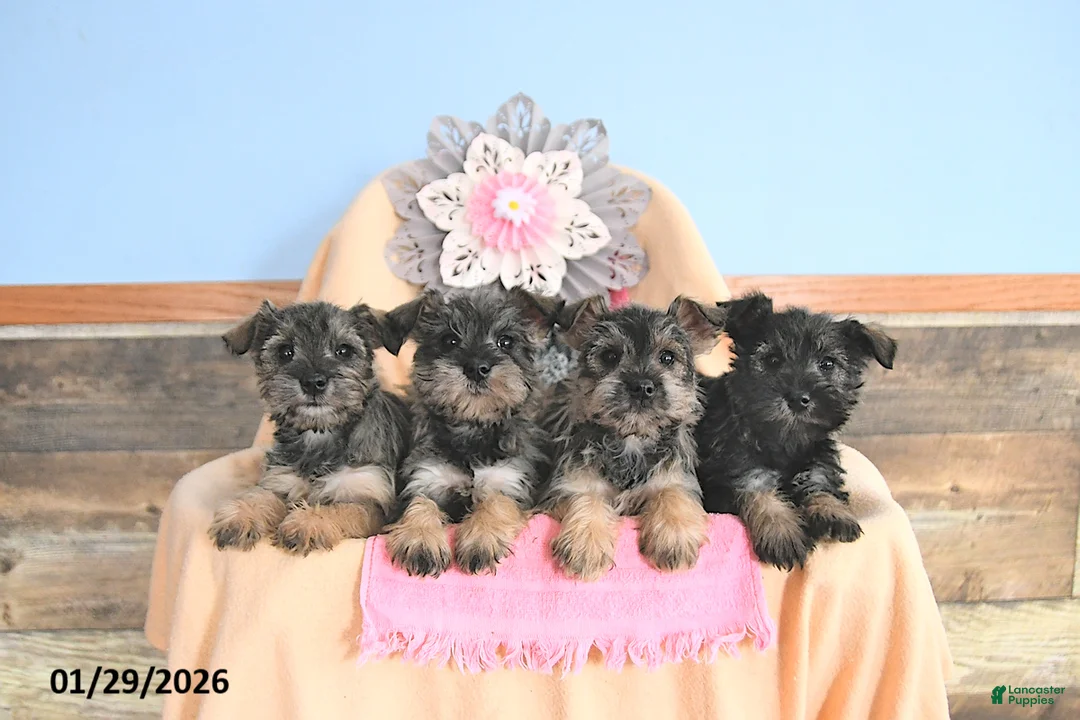 Miniature Schnauzer dogs for sale: Honey - Ad 2