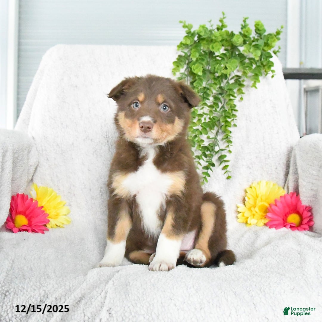 Border Collie dogs for sale: Lucky - Ad 3