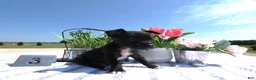 Chihuahua dogs for sale: Chihuahua 3 Marlo - Ad 4
