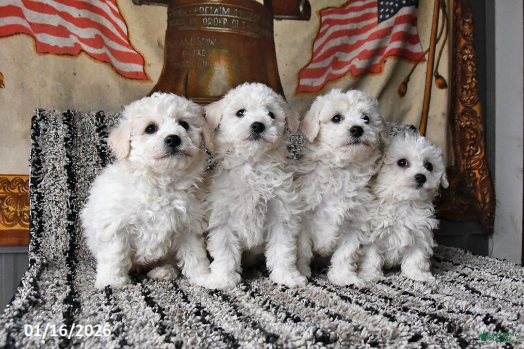 Bichon Frise dogs for sale: Freddie - Ad 5
