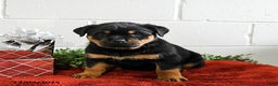 Rottweiler dogs for sale: Grover - Ad 4