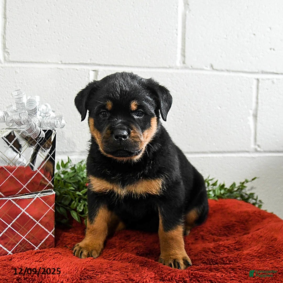 Rottweiler dogs for sale: Grover - Ad 4