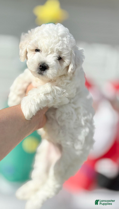 Bichon Frise dogs Benjamin - Ad 2