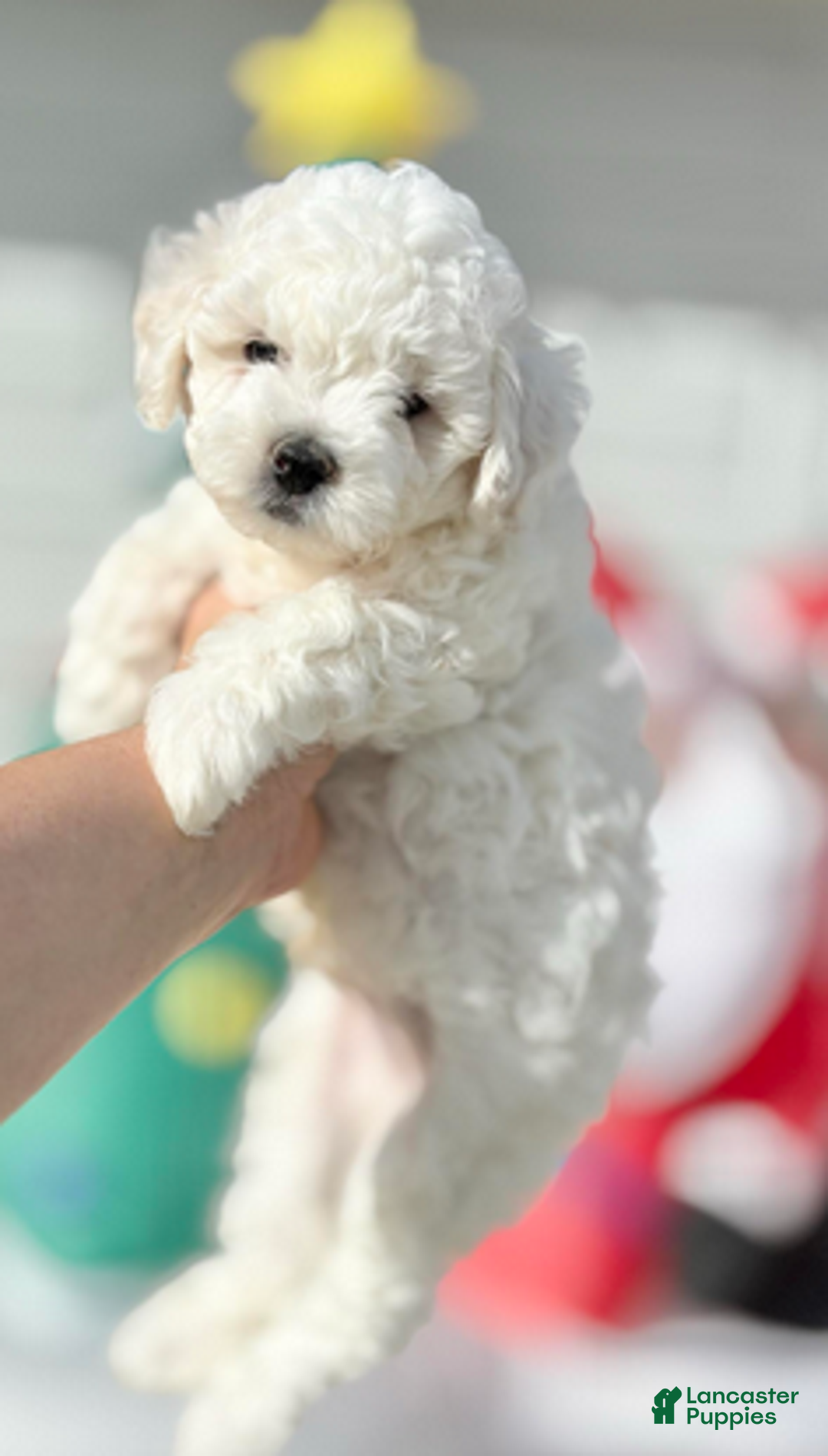 Bichon Frise dogs for sale: Benjamin - Ad 2