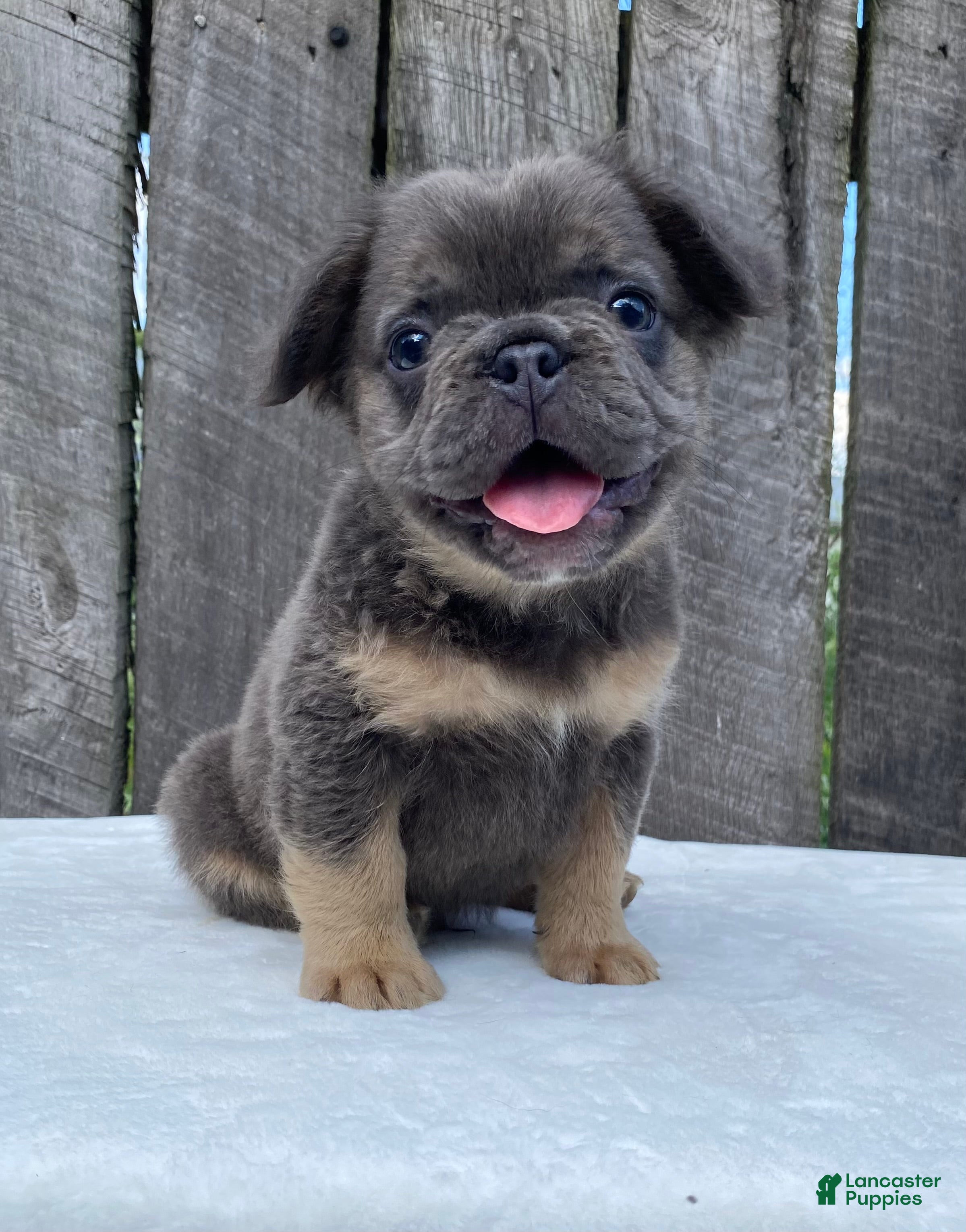 French Bulldog dogs Buttons - Ad 1