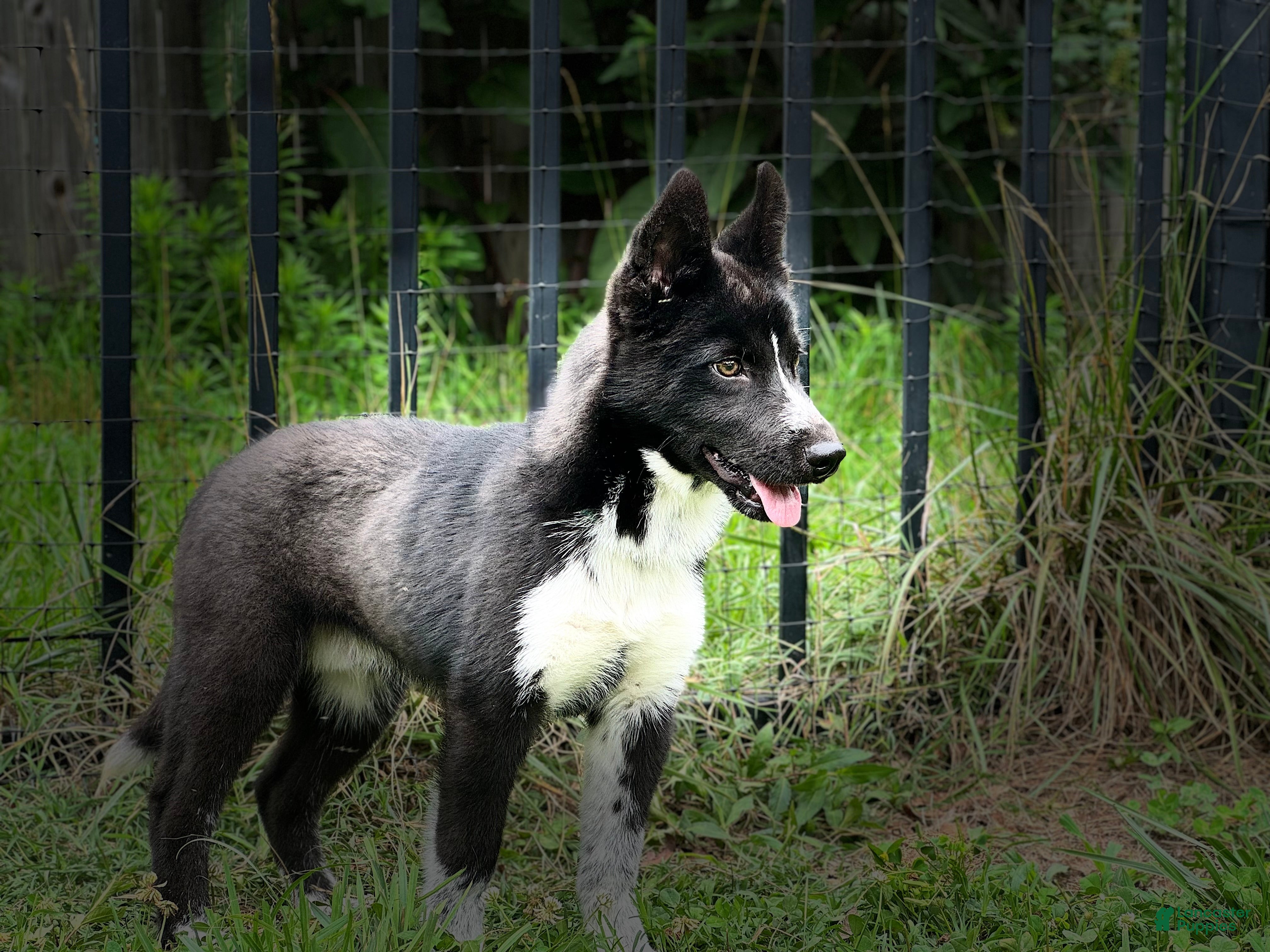Siberian Husky dogs Klaus - Ad 6