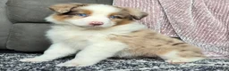 Australian Shepherd dogs for sale: Willow - Ad 2