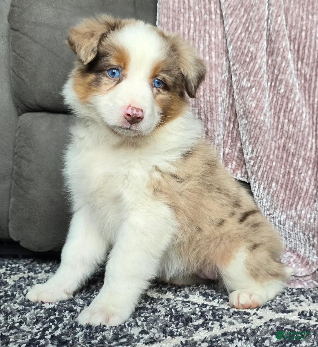 Australian Shepherd dogs for sale: Willow - Ad 2