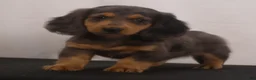 Dachshund dogs for sale: Ike - Ad 12