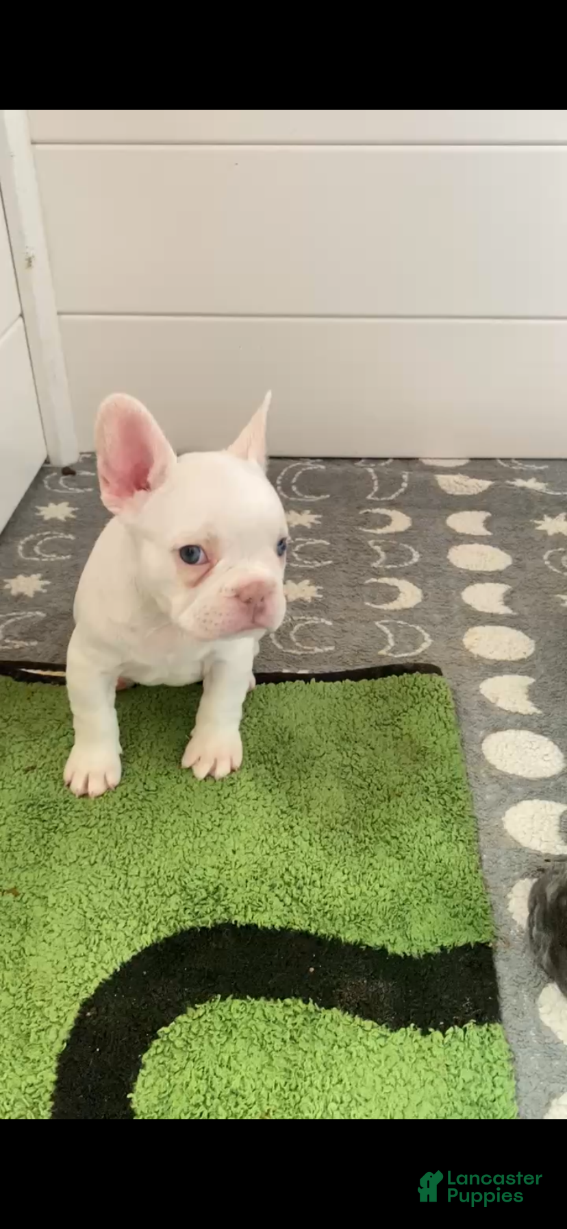 French Bulldog dogs Frenchie 3 - Ad 12