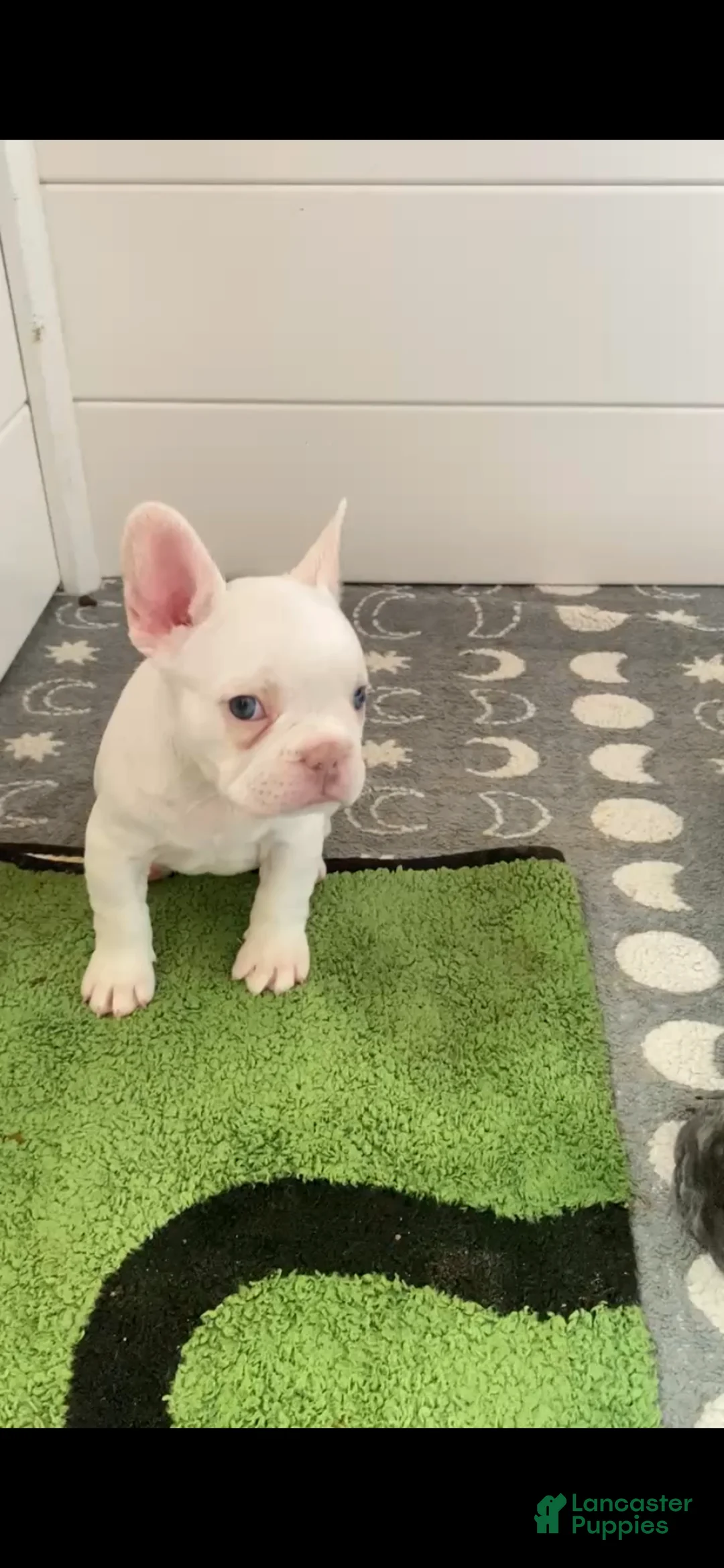 French Bulldog dogs for sale: Frenchie 3 - Ad 1