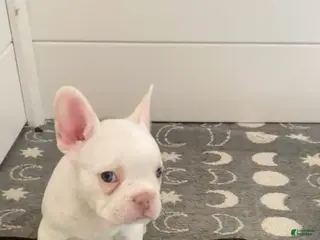 French Bulldog dogs Frenchie 3 - Ad 12