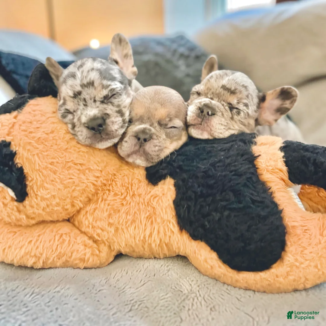 French Bulldog dogs for sale: French Bulldog 2- Diesel  - Ad 8
