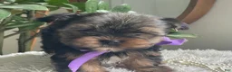 Yorkshire Terrier dogs for sale: Tucker - Ad 23