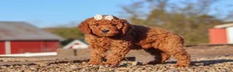 Mini Goldendoodle dogs for sale: Rosie - Ad 5
