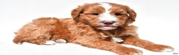 Mini Goldendoodle dogs for sale: Landrie - Ad 3