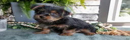 Yorkshire Terrier dogs for sale: Colt - Ad 1