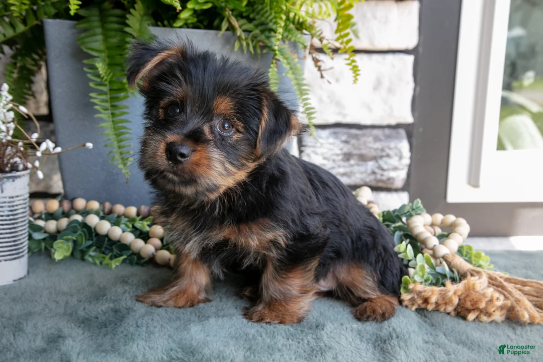 Yorkshire Terrier dogs for sale: Colt - Ad 1