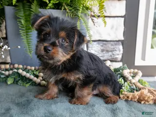 Yorkshire Terrier dogs for sale: Colt - Ad 2
