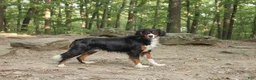 Miniature Bernese Mountain Dog dogs for sale: Lisa - Ad 6