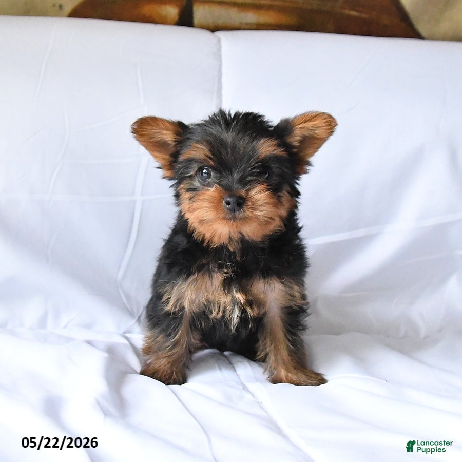 Yorkshire Terrier dogs Misty - Ad 1