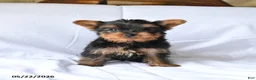 Yorkshire Terrier dogs for sale: Misty - Ad 1