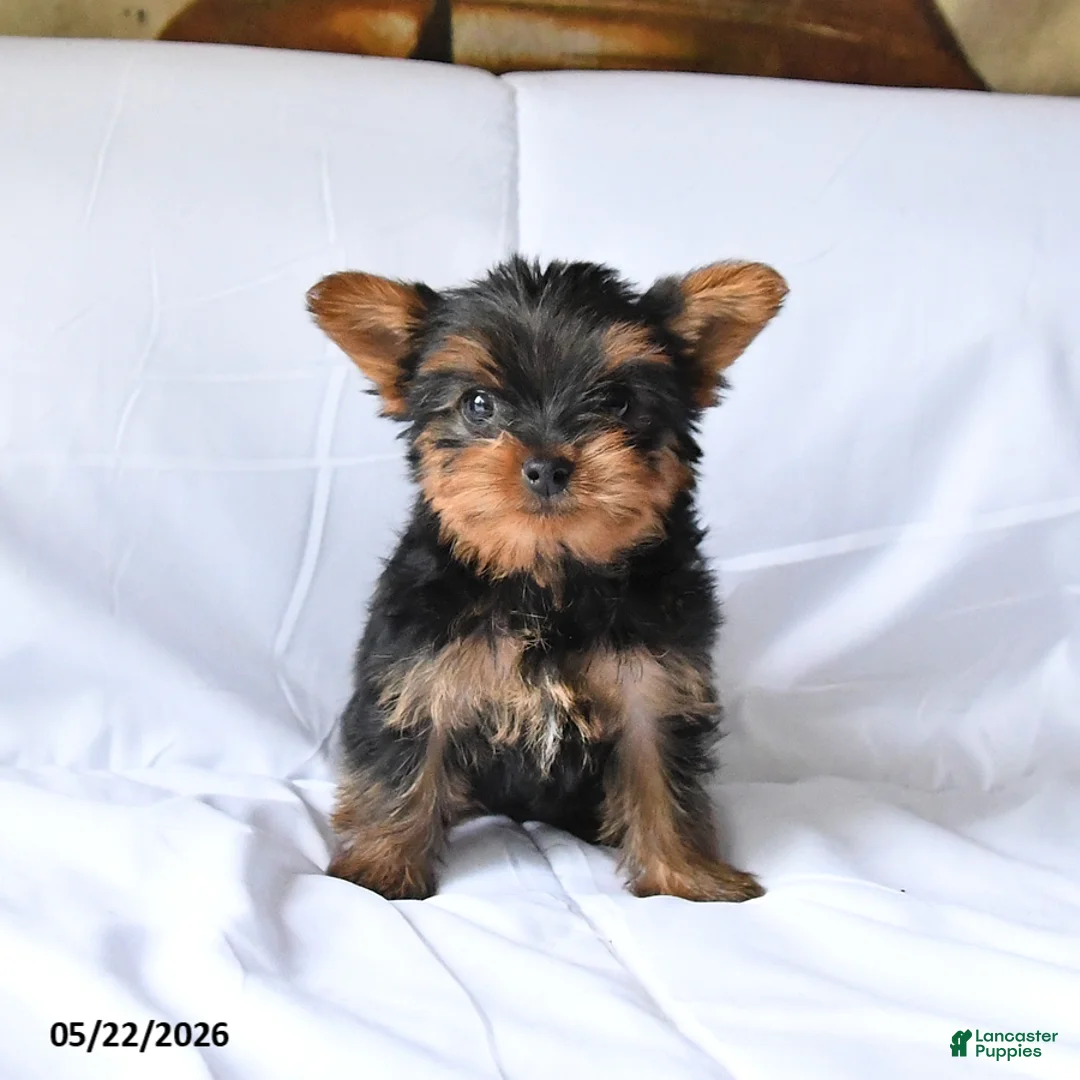 Yorkshire Terrier dogs for sale: Misty - Ad 1
