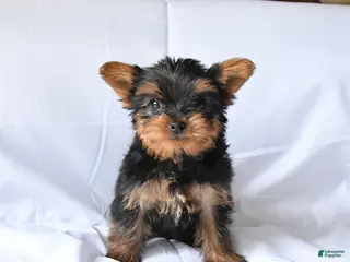 Yorkshire Terrier dogs for sale: Misty - Ad 2