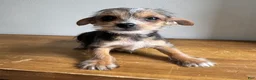 Chorkie dogs for sale: Lenny - Ad 6