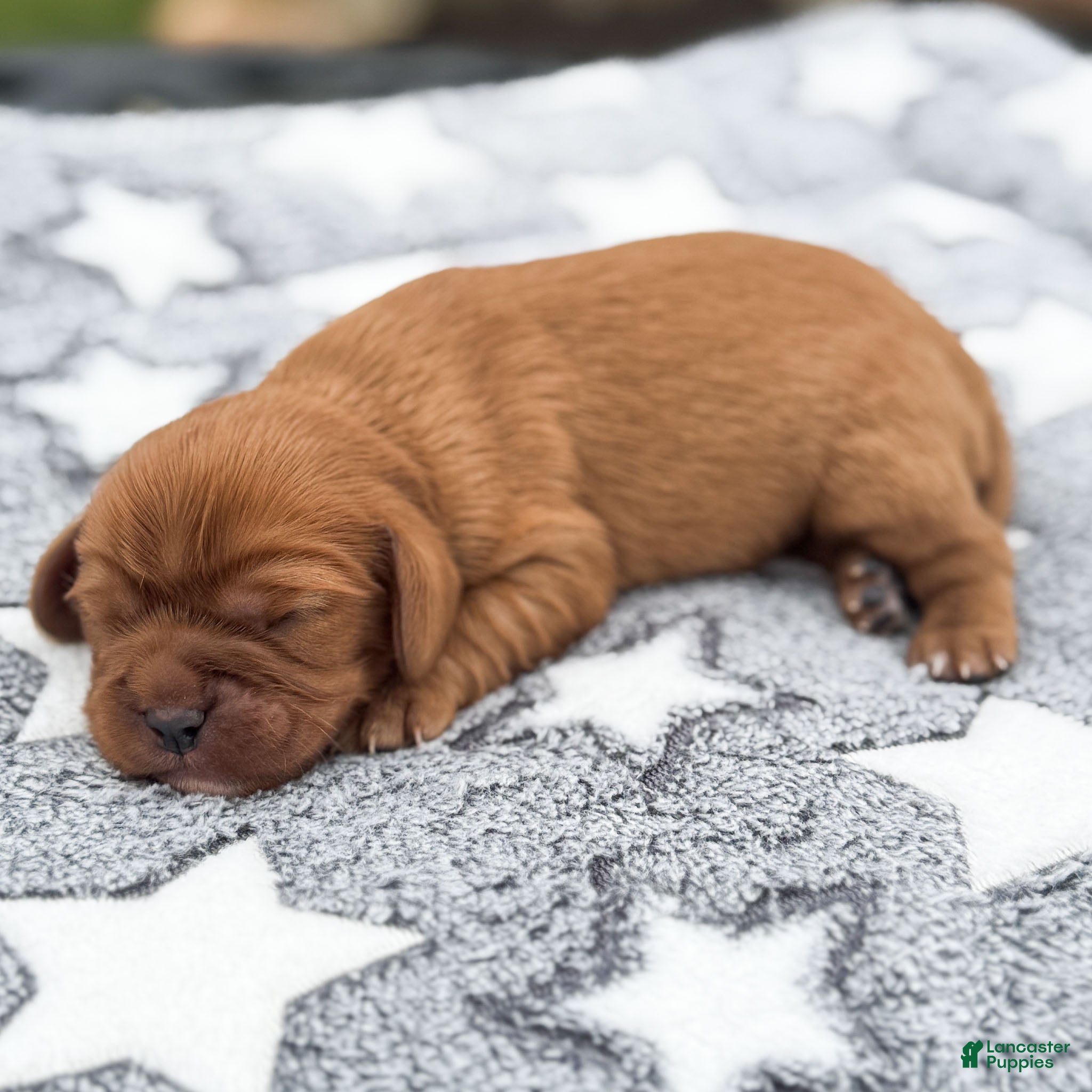 Cavalier King Charles Spaniel dogs Ford Cavalier King Charles Spaniel  - Ad 1