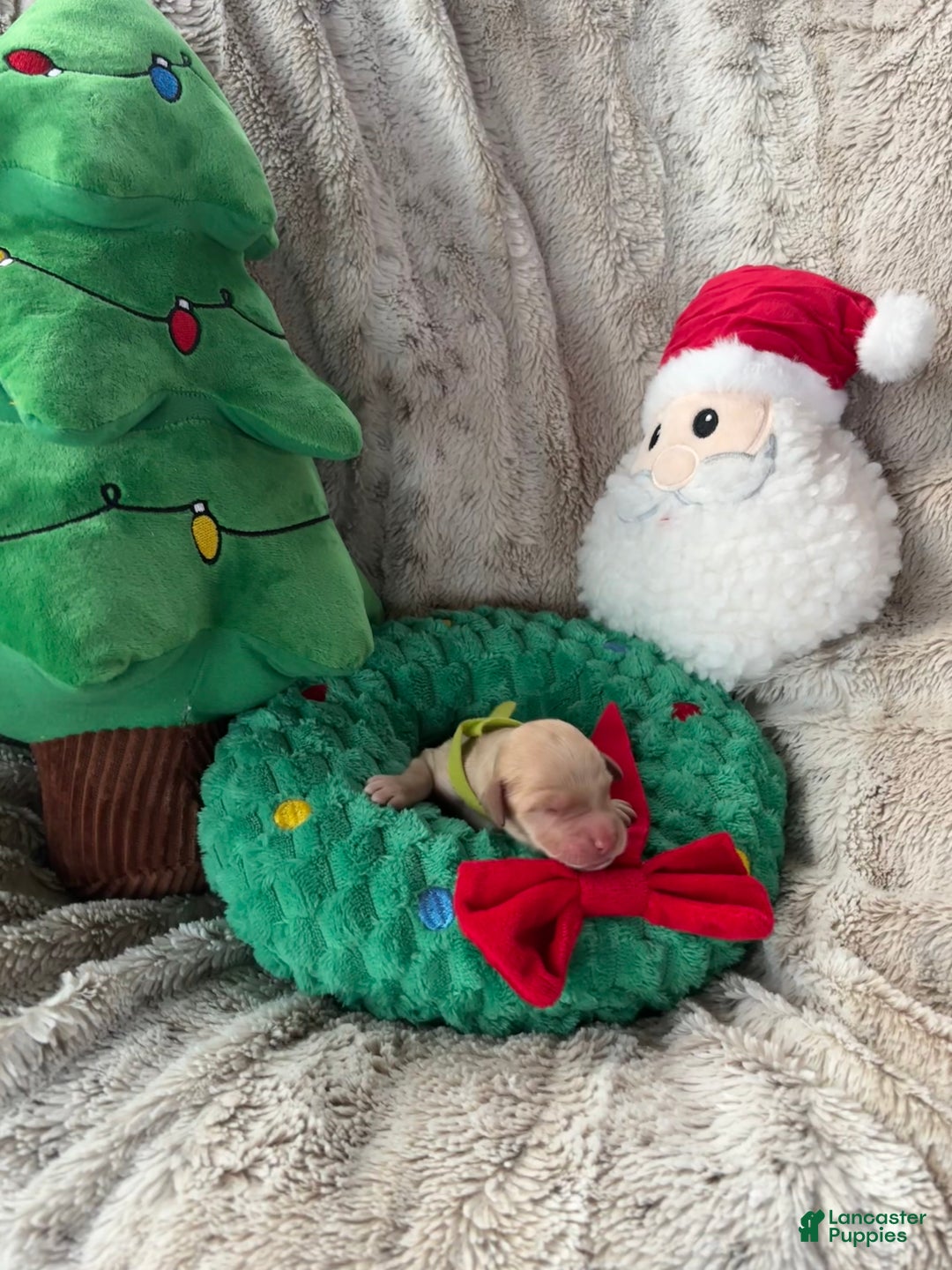 Goldendoodle dogs for sale: Cedar - Ad 8