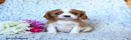 Cavalier King Charles Spaniel dogs for sale: Zoomer - Ad 3