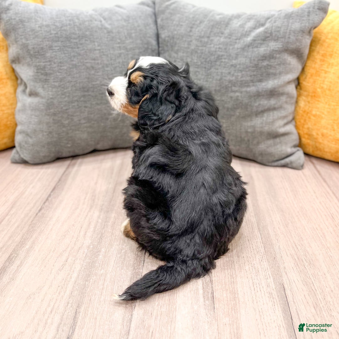 Mini Bernedoodle dogs for sale: Benji - Ad 5