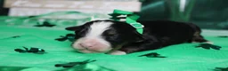 Bernese Mountain Dog dogs for sale: Brutus  - Ad 3