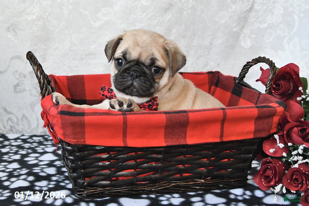Pug dogs for sale: Mister - Ad 1