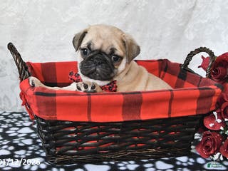 Pug dogs Mister - Ad 16